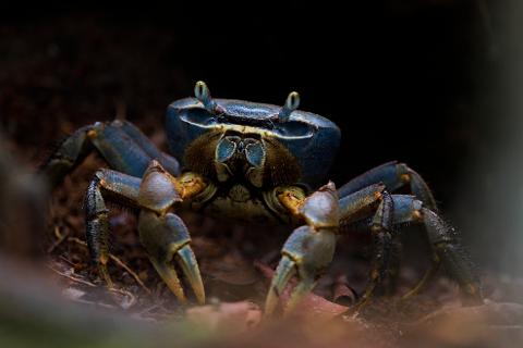 A blue-shelled crab with prominent claws and beady eyes sits on a dark, leafy forest floor.
