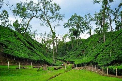 Lush green tea plantations cover rolling hills, creating a vibrant landscape with scattered trees and a narrow path winding through the valley.