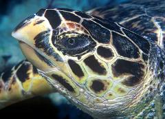 A close-up shot of a sea turtle's head reveals its intricate, patterned scales in shades of yellow and black, with a focused eye staring intently.