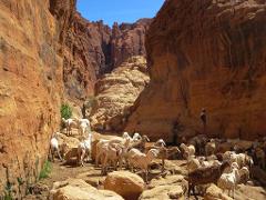 A large herd of sheep and goats graze in a rocky canyon with towering red rock walls, watched over by a shepherd standing on the right side.