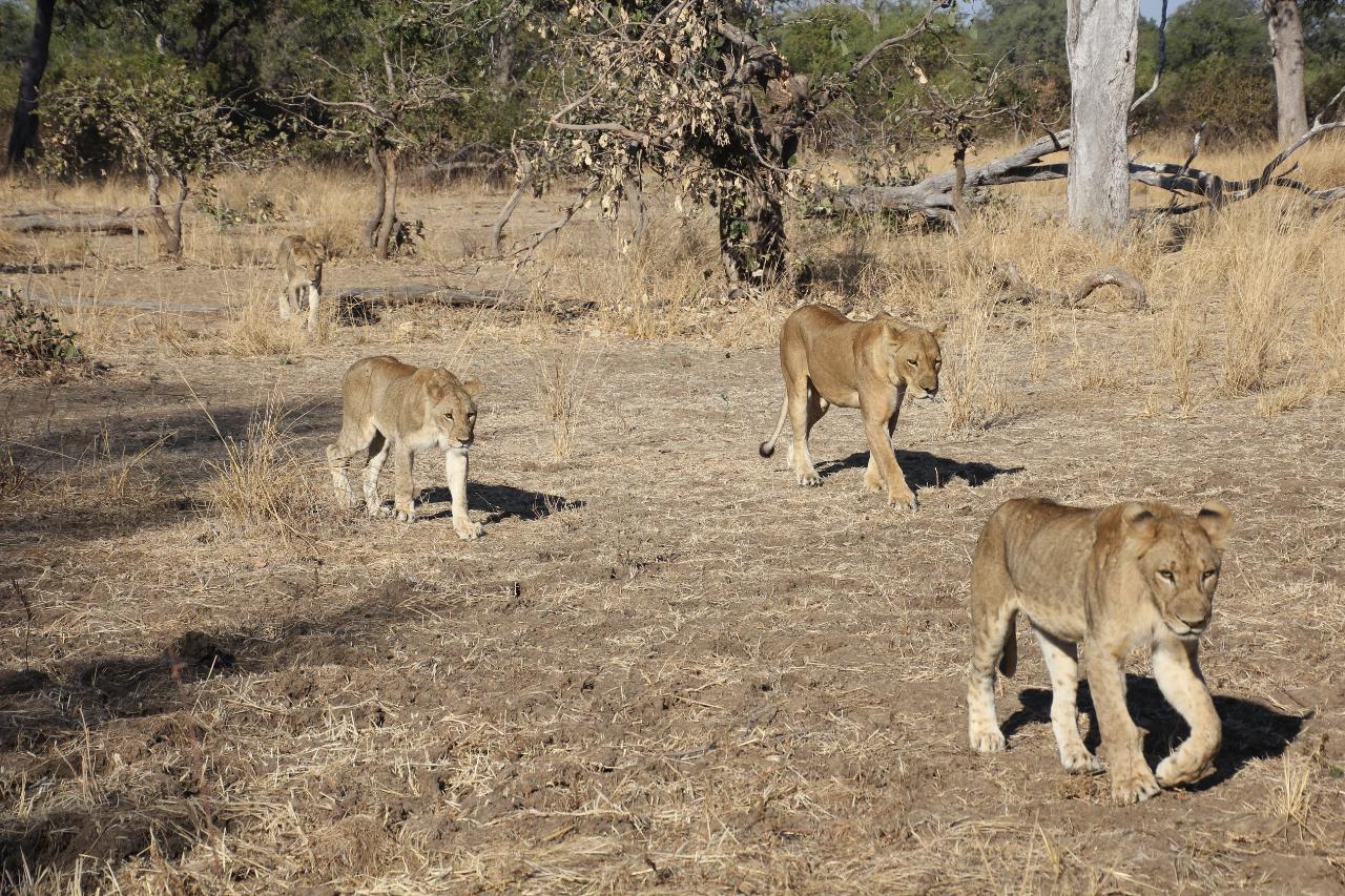 Copper Trail - 15 Day Lobito to Victoria Falls by Rail - Blue Reservations