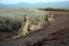 Three cheetahs are resting on a dirt road next to a grassy area, with a mountain range visible in the background.