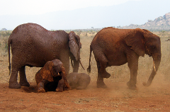 A family of elephants, including a mother, calf sitting in dirt, and adult walking, gather in a dusty landscape in Tsavo National Park.