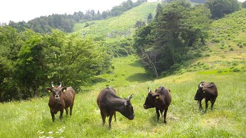 Kyoto Wagyu Experience – Tajima & Kobe Beef Heritage Private Tour