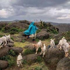 A woman in a blue robe runs amongst goats in a rocky, mountainous landscape under a cloudy sky.