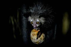 A close-up shot captures an aye-aye clinging to a tree branch, its striking yellow eyes focused as it eats a coconut.