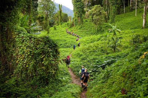 A group of hikers treks along a narrow trail through a lush, green jungle, ascending a hill covered in dense vegetation.
