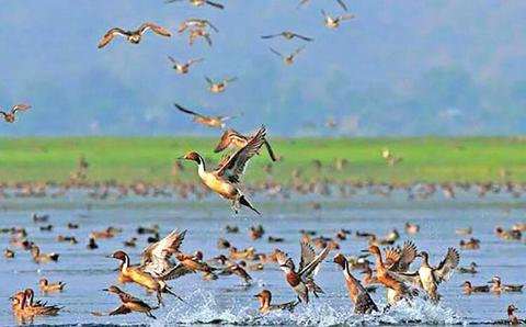 A large flock of ducks takes flight from a lake, with some birds splashing in the water and others soaring through the air, against a backdrop of green fields and a hazy blue sky.