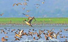 A large flock of ducks takes flight from a lake, with some birds splashing in the water and others soaring through the air, against a backdrop of green fields and a hazy blue sky.