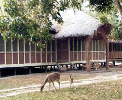 A lodge with a thatched roof is elevated above the ground, with two deer grazing in the yard.