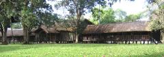 Here is the description of the image:A low-angle shot showcasing several traditional houses with thatched roofs elevated on stilts, surrounded by lush greenery and trees, set against a backdrop of additional trees and a clear sky.