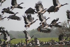 A flock of Magpie Geese take flight over a grassy field at Bensbach Wildlife Lodge.