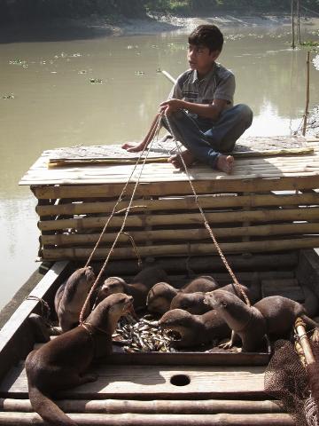 A boy sits on a raft above a boat with otters eating fish from a tray, ropes around their necks.