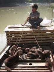 A boy sits on a raft above a boat with otters eating fish from a tray, ropes around their necks.