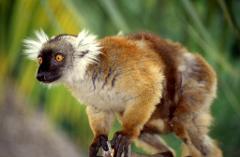 A golden-brown lemur with piercing orange eyes and tufted white ears perches on a branch against a blurred green background.