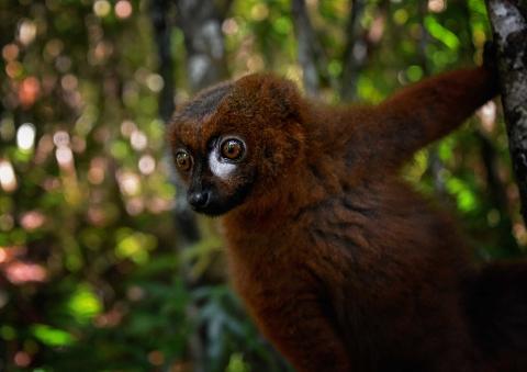 A close-up captures a red-brown lemur clinging to a tree, its large, inquisitive eyes gazing to the left against a blurred forest background.
