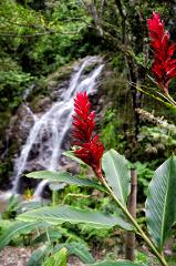 Gran Tour incluyendo Bogotá, Medellín, Nuquí y Valle del Cocora - 11 Días A vibrant red ginger flower stands out against a backdrop of a lush green forest and a cascading waterfall.