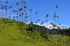 Gran Tour incluyendo Bogotá, Medellín, Nuquí y Valle del Cocora - 11 Días A lush green hillside is dotted with towering wax palm trees against a vibrant blue sky.