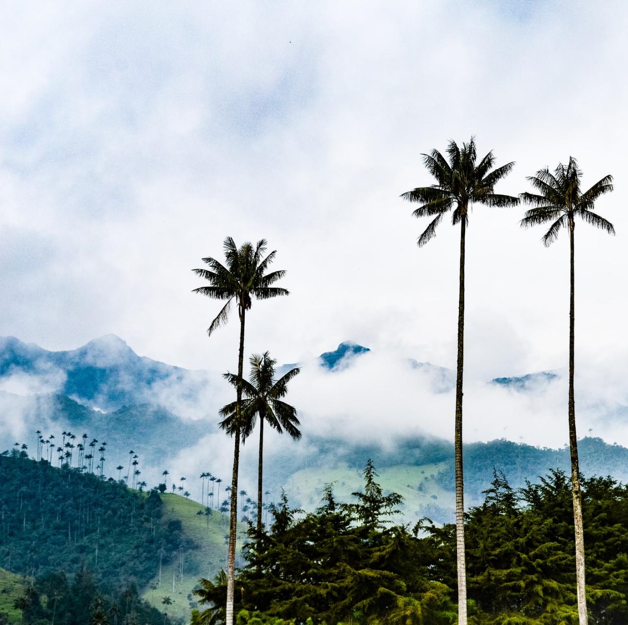 A Hike in Cocora Valley