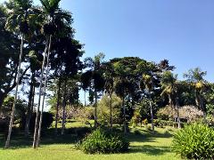 A lush, green tropical garden with tall palm trees and various plants under a clear blue sky.