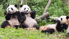 3-Day Chengdu Culture & Nature Tour: Pandas, Sichuan Opera, Sanxingdui, Dujiangyan & Qingcheng Mountain