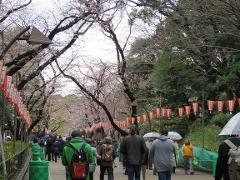 People are walking along a path lined with cherry blossom trees and Japanese lanterns. The lanterns have text written on them and are strung between the trees.