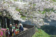 A group of adults and children with green hats stroll along a path lined with a wooden fence and blooming cherry trees.