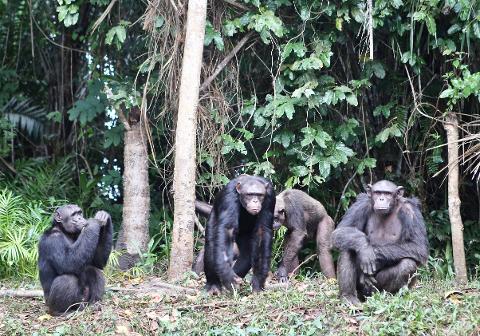 Four chimpanzees are gathered in a lush, green forest clearing.