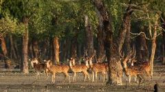 A group of spotted deer stands in a forest, partially obscured by trees.