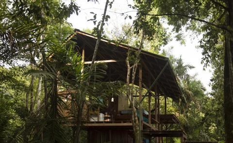 A wooden house with a large roof is nestled among the lush green trees of a jungle.