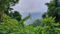 A lush green rainforest frames a view of misty mountains in the distance under a cloudy sky.