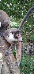 Nature Safari: Encounter with the Rare Mongoz Lemur