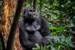 A thoughtful gorilla rests against a tree in a lush, green forest.