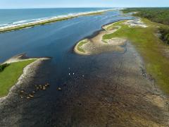 A herd of cape buffaloes wades through shallow, dark water as birds fly overhead near a lush green coastline and a calm blue ocean.