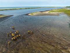 A herd of water buffalo grazes in a shallow, muddy estuary with birds flying overhead, near the ocean under a cloudy sky.