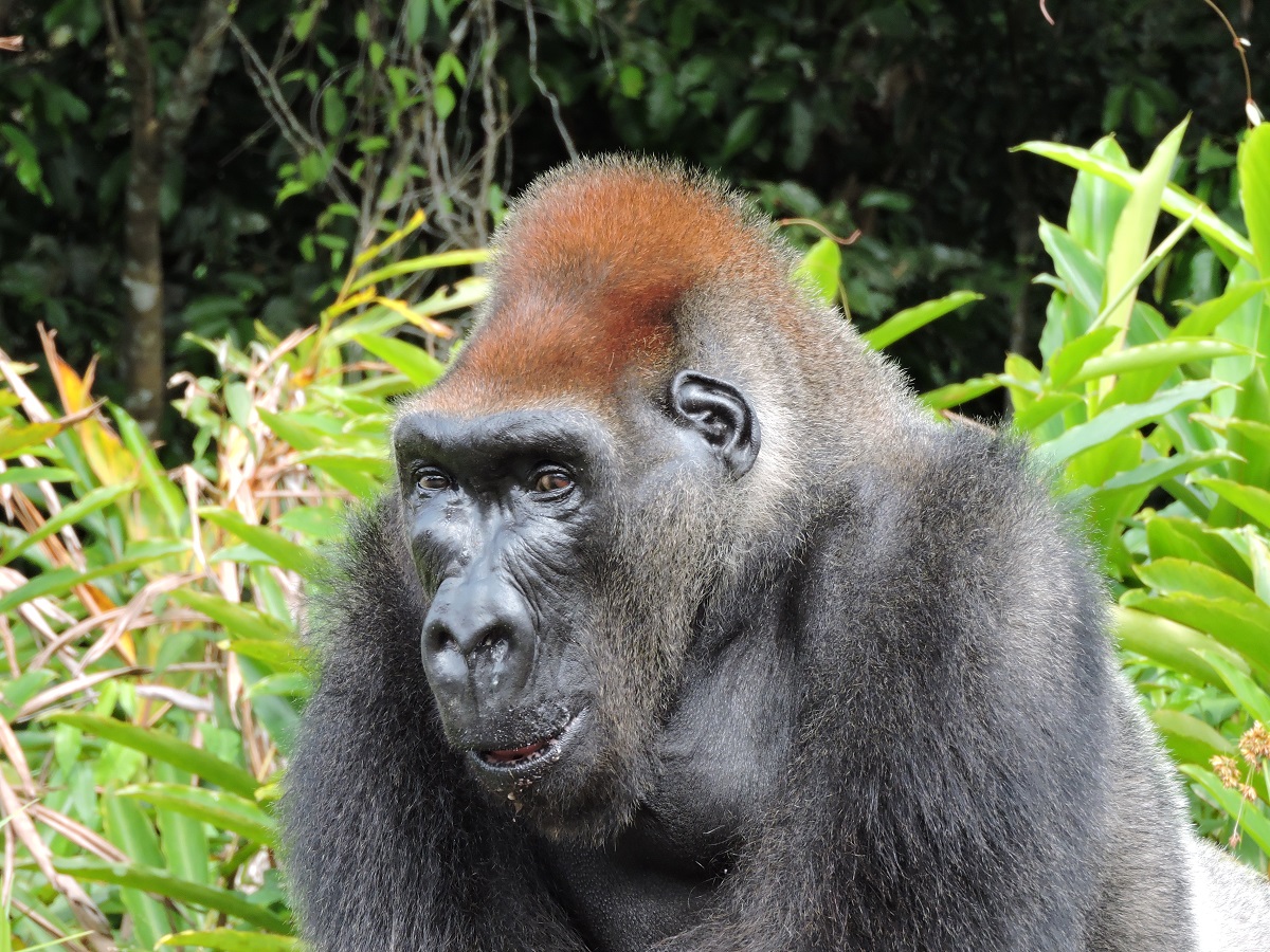 congo gorilla tour