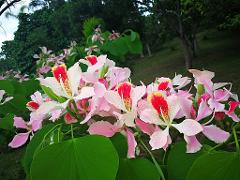 A cluster of pink and white flowers with red and yellow accents blooms among lush green leaves in a garden setting.