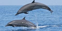 Two dolphins leap out of the water with the blue ocean and sky as their backdrop.