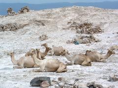 A group of camels is resting on a rocky, arid landscape under a clear sky.