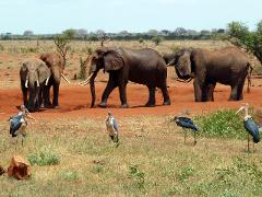 A group of elephants stand in a red-soil watering hole while marabou storks stand on the grassy plain nearby.