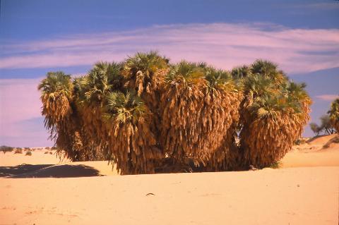 A cluster of palm trees stand amidst sand dunes under a vast blue sky with streaks of pink clouds, hinting at a desert oasis.
