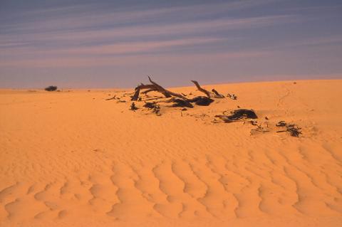 The Quest of the Tibesti Mountains A wide shot of a desert landscape features sand dunes and some dead branches scattered across the sand under a pale blue sky.