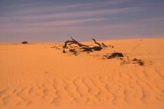 The Quest of the Tibesti Mountains A wide shot of a desert landscape features sand dunes and some dead branches scattered across the sand under a pale blue sky.