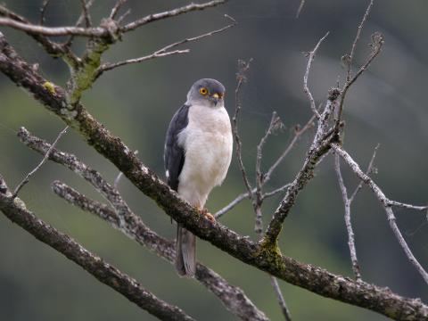 A bicolored hawk with piercing yellow eyes perches on a mossy branch amidst a web-filled, grey-toned forest.
