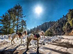 Two white horses stand saddled in a snowy landscape under a bright sun, with a forest-covered mountain visible in the background.