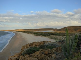 Here's a description of the image:A scenic view of a sandy beach meeting the ocean under a partly cloudy sky, with desert vegetation and rocky formations in the foreground.