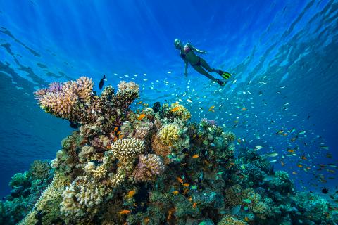 A snorkeler swims above a vibrant coral reef teeming with colorful fish in clear blue water.