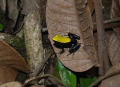 A yellow-headed, black-bodied poison dart frog rests on a brown leaf amidst the leaf litter of a tropical forest floor.