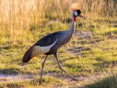 A grey crowned crane stands in a grassy field with a distinctive yellow crest and red throat.
