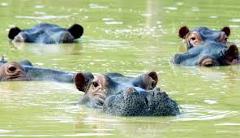 Certainly! Here is a description of the image in one sentence:A group of hippos are partially submerged in murky water, with only their heads and backs visible.